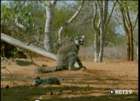 Picture from the vidio clip of the lemur struggling with abandoning her baby.